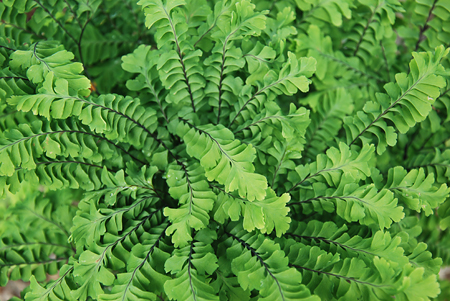 Ferns 2015